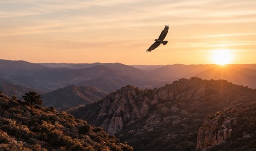 A hawk soaring over mountains at sunset